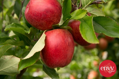 本季首批新西蘭愛妃蘋果發往亞洲